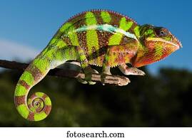 Panther chameleon (Furcifer Pardalis), male on branch, Ambilobe, Diana, Madagascar, Africa