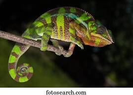 Panther chameleon (Furcifer Pardalis), male on branch, Ambilobe, Diana, Madagascar, Africa