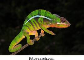 Panther chameleon (Furcifer Pardalis), male on branch, Ambilobe, Diana, Madagascar, Africa