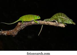 Petter's chameleon (Furcifer petteri), couple, Amber Mountain National Park, Diana, Madagascar, Africa