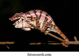 Rhino chameleon (Furcifer rhinoceratus), female, Ankarafantsika National Park, Boeny, Madagascar, Africa