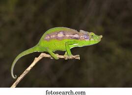 Antimena chameleon (Furcifer antimena), female, Madagascar spiny forests, south-west Madagascar, Madagascar, Africa