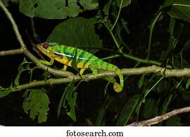 Male panther chameleon (Furcifer pardalis) on branch, Ambohitra (Joffreville), Madagascar, Africa