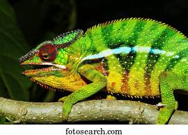 Male panther chameleon (Furcifer Pardalis), Ambohitra (Joffreville), Madagascar, Africa