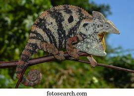 Open mouthed female Malagasy Giant Chameleon (Furcifer oustaleti), Amborondolo, Sofia, Central Madagascar, Madagascar, Africa