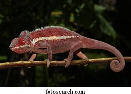 Panther chameleon (Furcifer Pardalis), male, Ankaramibe, Boeny, Madagascar, Africa