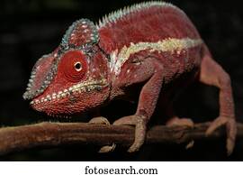 Panther chameleon (Furcifer Pardalis), male, Ankaramibe, Boeny, Madagascar, Africa
