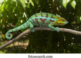 Panther chameleon (Furcifer Pardalis), male, near Ambanja, Northwestern Madagascar, Madagascar, Africa