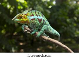 Panther chameleon (Furcifer Pardalis), male, near Ambanja, Northwestern Madagascar, Madagascar, Africa