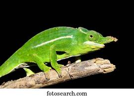 Petter's chameleon (Furcifer petteri), male, Amber Mountain National Park, DIana, Madagascar, Africa