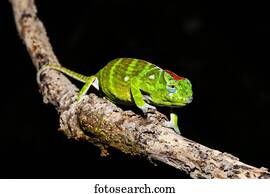 Petter's chameleon (Furcifer petteri), female, Amber Mountain National Park, Diana, Madagascar, Africa