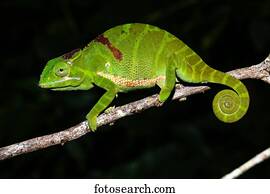 Petter's chameleon (Furcifer timoni), female, Amber Mountain National Park, Diana, Madagascar, Africa