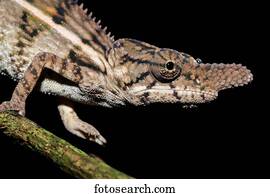 Rhino chameleon (Furcifer rhinoceratus), male, Ankarafantsika National Park, Boeny, Madagascar, Africa