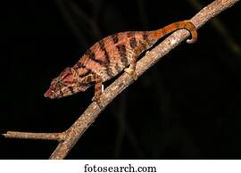 Rhino chameleon (Furcifer rhinoceratus), female, Ankarafantsika National Park, Boeny, Madagascar, Africa