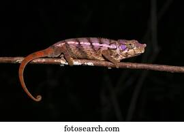 Rhino chameleon (Furcifer rhinoceratus), female, Ankarafantsika National Park, Boeny, Madagascar, Africa