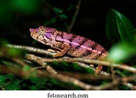 Rhino chameleon (Furcifer rhinoceratus), female, Ankarafantsika National Park, Boeny, Madagascar, Africa