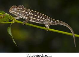 Jeweled Chameleon (Furcifer campani) near Ambositra, Southern Highlands, Madagascar, Africa