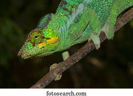 Panther chameleon (Furcifer Pardalis), male, Nosy Be, Northwest Coast, Madagascar, Africa