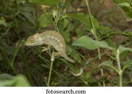 Panther chameleon (Furcifer Pardalis), male, juvenile, between Ambilobe and Sirama, Northwestern Madagascar, Madagascar, Africa