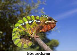 Panther chameleon (Furcifer Pardalis), male, between Ambilobe and Sirama, Northwestern Madagascar, Madagascar, Africa