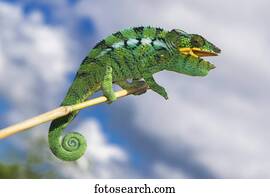 Panther chameleon (Furcifer Pardalis), male, juvenile, Nosy Be, Northwest Coast, Madagascar, Africa