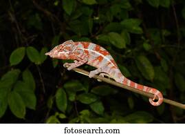 Angel's chameleon (Furcifer angeli), male, rare, dry forest, northwest Madagascar