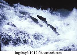 Salmon Swimming Upriver Salmon Swimming Upriver