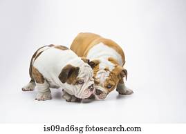 dois, buldogue inglês, filhotes cachorro, cheirando