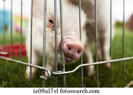 porca, em, gaiola