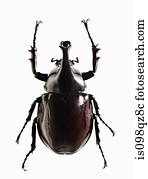 A shiny black beetle