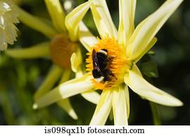abelha, ligado, um, dahlia, flor