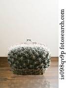 cacto, bolsa
