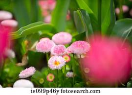 Pink flowers, differential focus