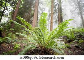 Plant in forest