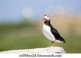 puffin atlântico, ilhas farne