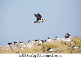 puffin atlântico, ilhas farne