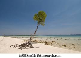 Tranquil beach scene