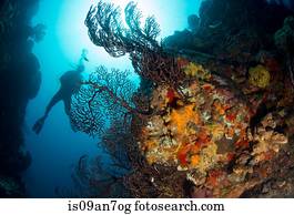 mergulhador, ligado, coral, reef.