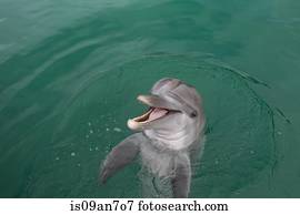 rir, Dolphin.