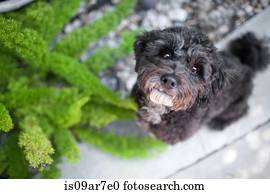 Portrait of dog, elevated view