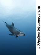 Atlanic Bottle Nose Dolphins (Tursiops Truncatus) Socorro Island, Mexico