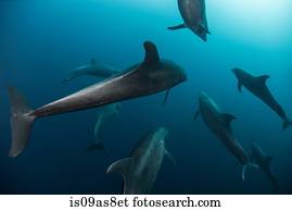 Shoal of Atlanic Bottle Nose Dolphins (Tursiops Truncatus) Socorro Island, Mexico