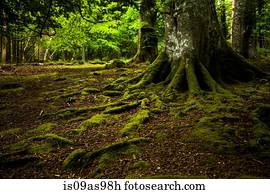 Tollymore Forest Park, Newcastle, UK