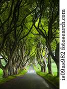 Tree lined road, Ballymoney, County Antrim, Northern Ireland