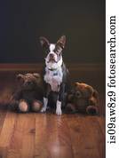 boston terrier teddy bear