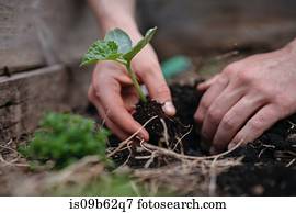 Man planting seedlings in soil