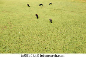 vacas, pastar, ligado, gramado