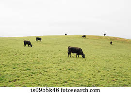 vacas, pastar, ligado, gramado