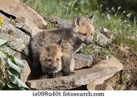 dois, raposa vermelha, estojos