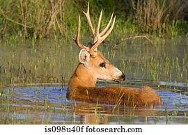 pântano, veado, veado